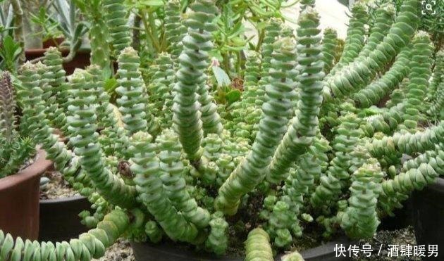 多肉钱串子怎么养爆盆这样做,叶肥茎壮!多肉钱串子怎么养爆盆这样做,叶肥茎壮!