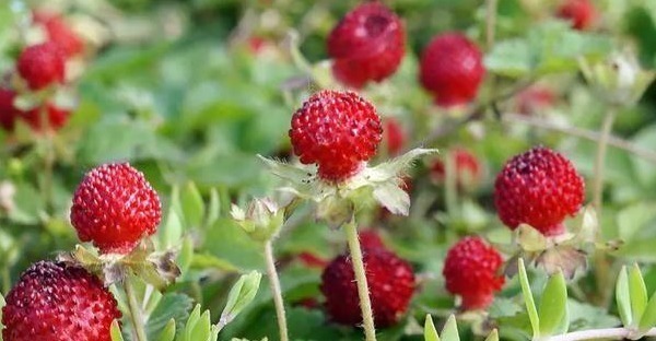 小时候|乡下茅房边的“野草莓”，小时候摘了不敢吃，殊不知营养价值很高