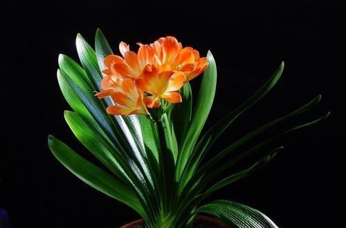 君子兰|君子兰养不好,关键是不知道几个技巧,不然分分钟开到爆!