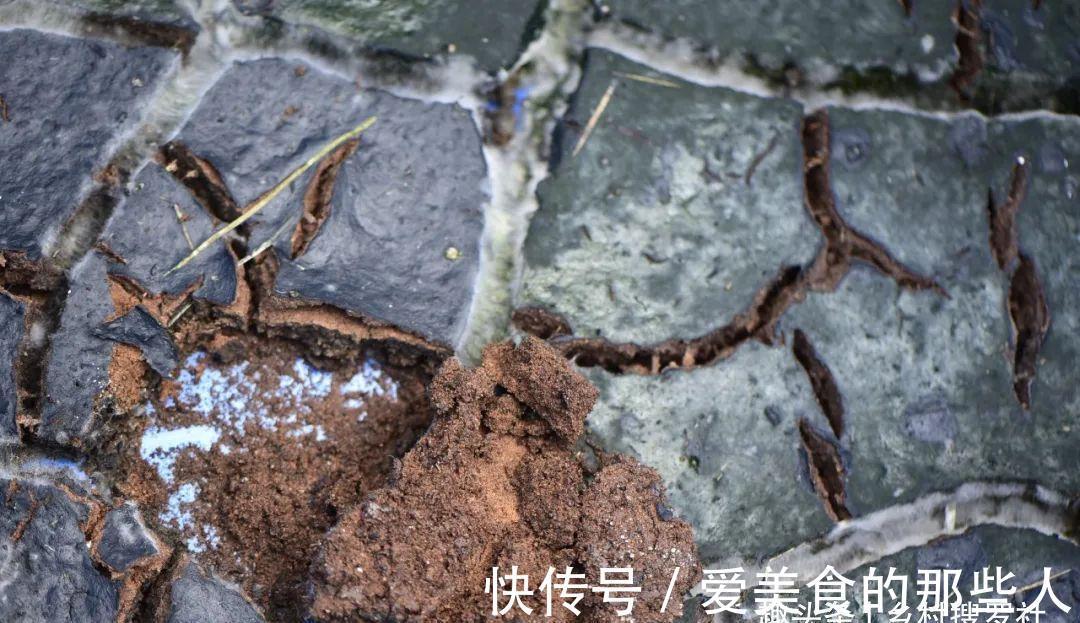 兰花茎腐病不要怕，4步操作就能养活开花，历时30个月