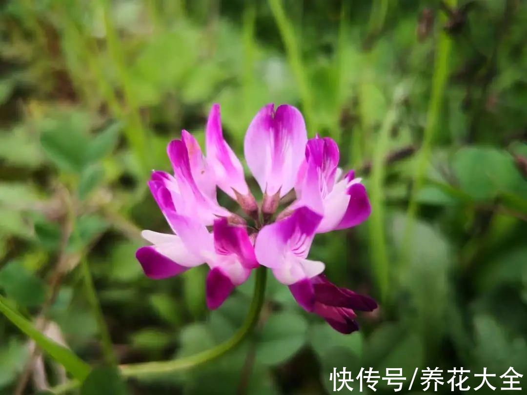 50种花春天播种,长满小院子,能开一整年