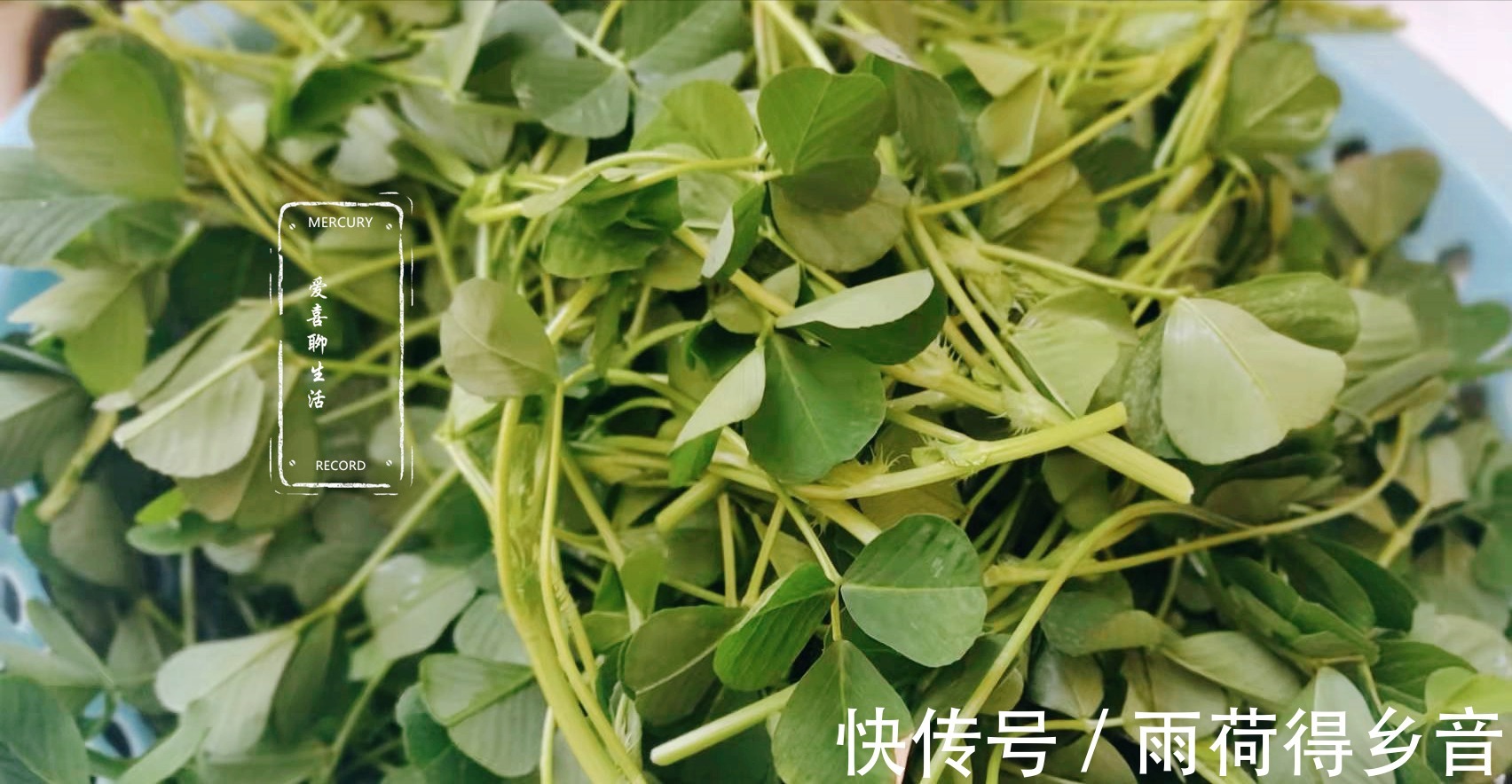 菠菜|入冬后少吃菠菜多吃草头，6块一斤，鲜嫩美味，营养不输其他蔬菜！