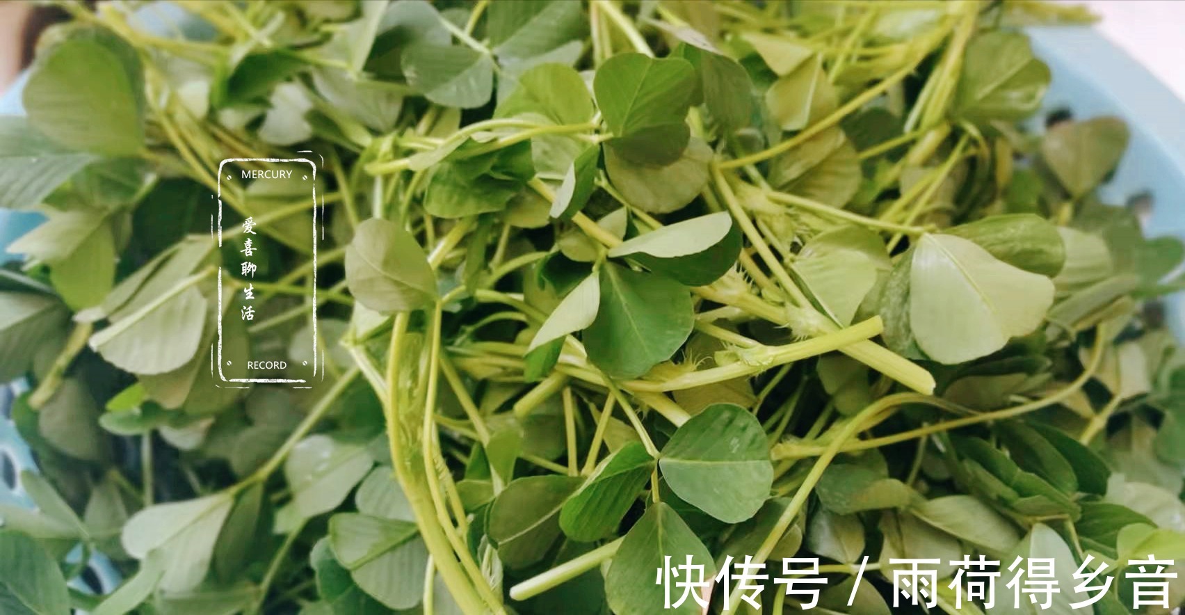 菠菜|入冬后少吃菠菜多吃草头,6块一斤,鲜嫩美味,营养不输其他蔬菜!