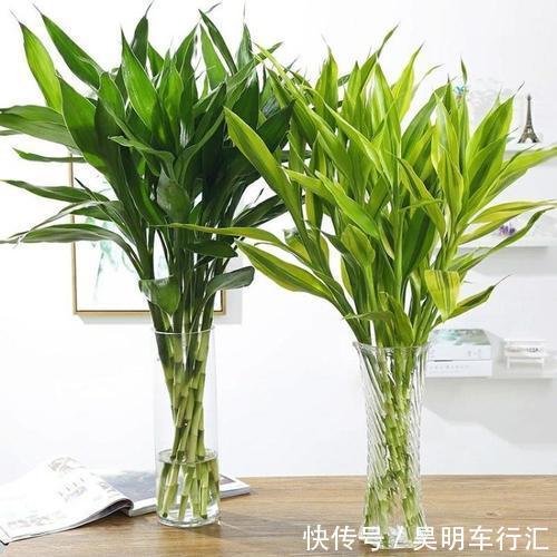 卧室种上6种花，皮实又好养，清新又干净，值得拥有