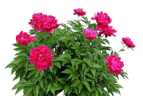 养花还不知道选啥?八种花从古到今一直受人喜欢,你家里有吗