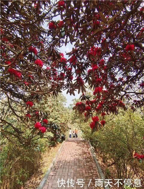 杜鹃花王景区：杜鹃花开映山红 醉美春色藏山中