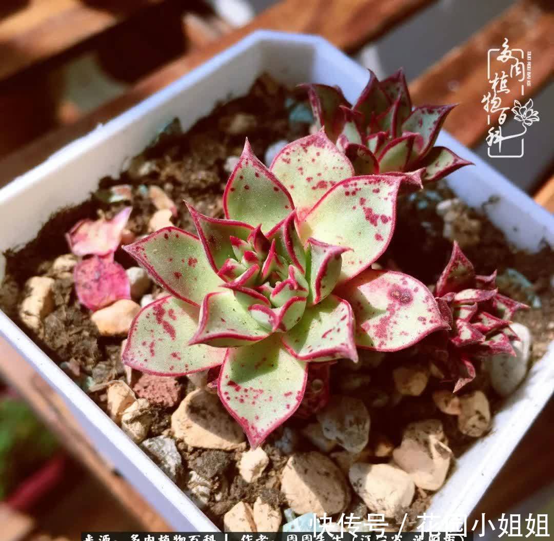 不羡鸳鸯不羡仙,只羡东北来春天!多肉冬去春来!