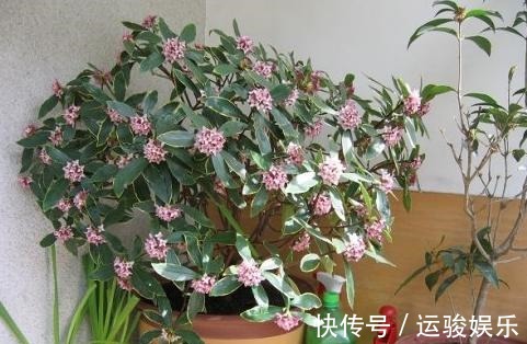 金边瑞香度夏难,那是你不知道养护技巧,注意几点叶片油绿生长快