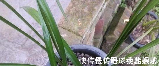 肥效性|养花时，盆底铺上30粒“它”，比鸡蛋清、骨渣都管用，养啥爆啥！