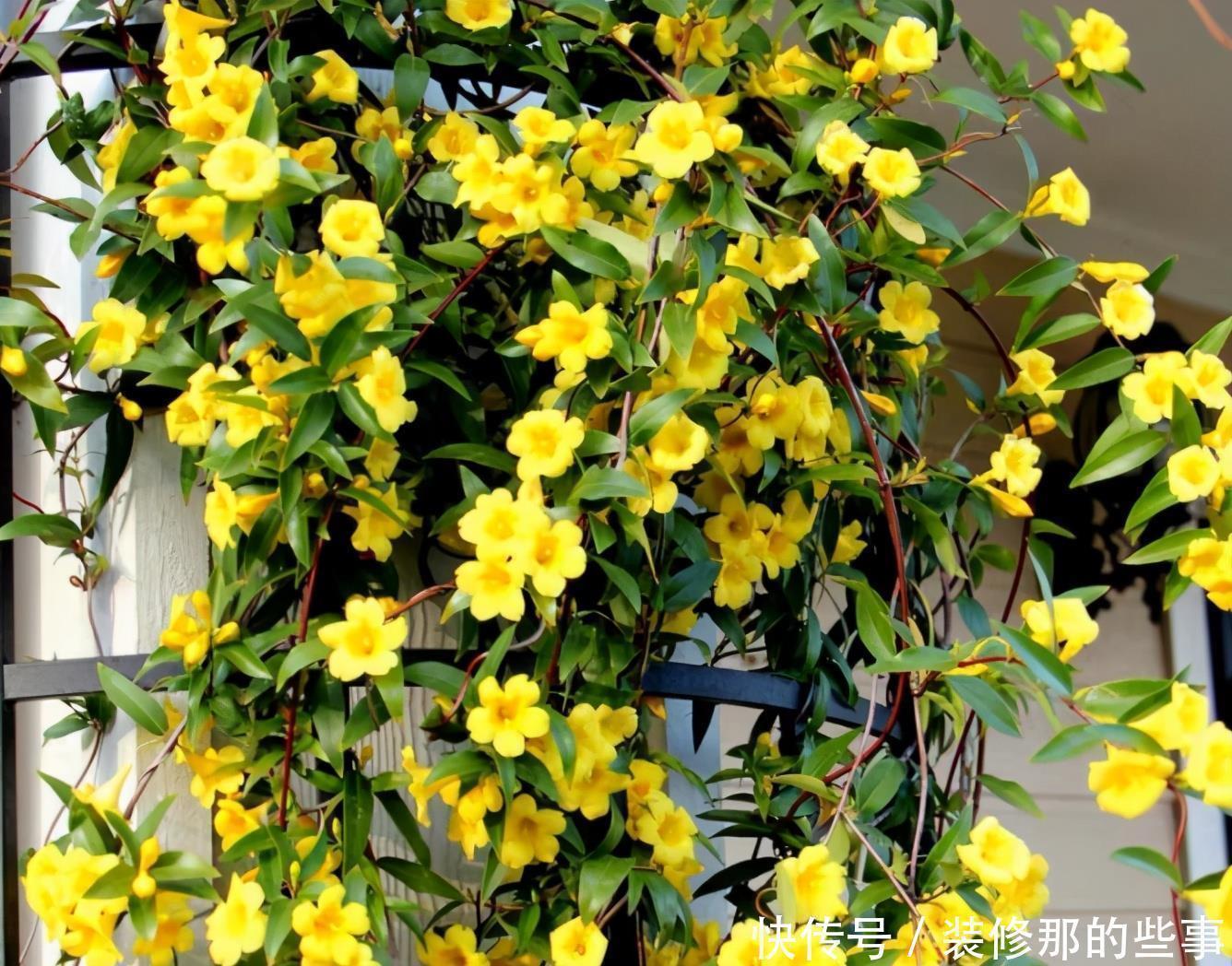 茉莉|三种茉莉花,各有各的美,别只养普通茉莉了