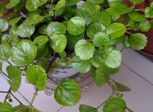 浇水|痴迷养花不要错过这“5款”,漂亮好养又杀菌除尘,让人待得舒服