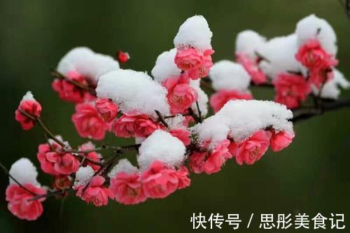 8种“富贵花”自带好运,花大优美,能养几十年,能值很多钱