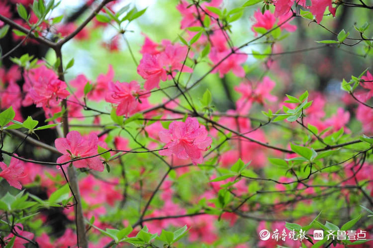 快去！日照五莲山杜鹃花开烂漫时，现在赏刚刚好|壹起过五一| a5251