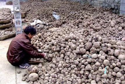 一绝|亩产超6000斤,全株都有毒,我国食用2000多年,做成豆腐是一绝