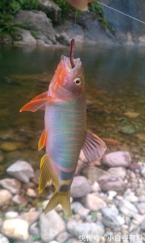 中风|这4种鱼或含有甲醛和重金属，尽量少吃，建议了解一下