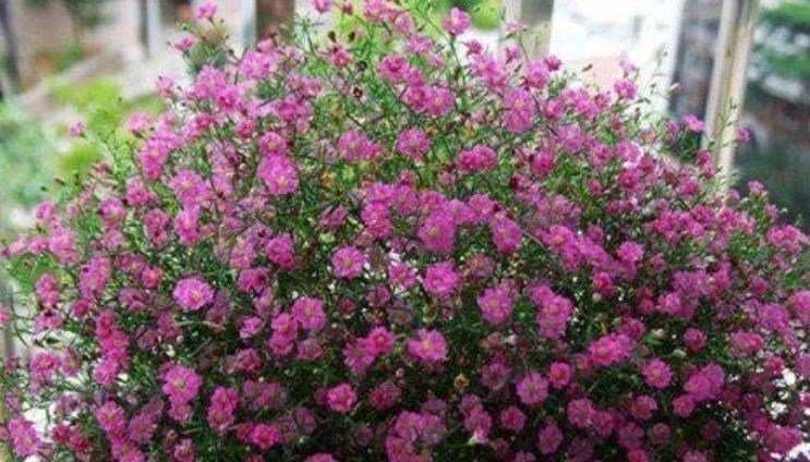 养花就养4种花,好养易活花量大,双喜迎门,新的一年好兆头