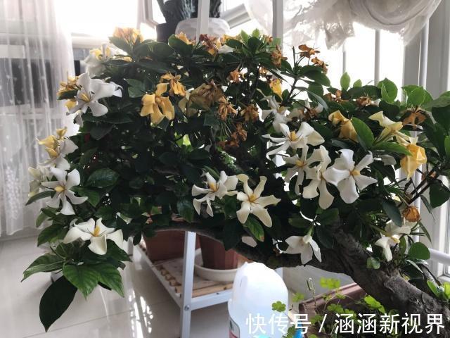 花蕾|买回来不久的栀子花换盆后掉花蕾,叶脉绿色叶片发黄怎么办