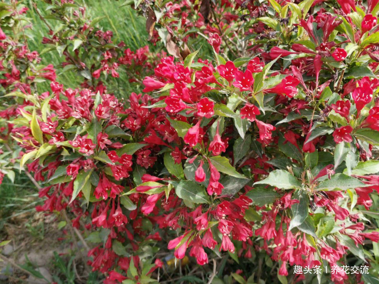 极其耐寒的锦带花，在东北和西北寒冷的地方能养很好，花开特旺盛