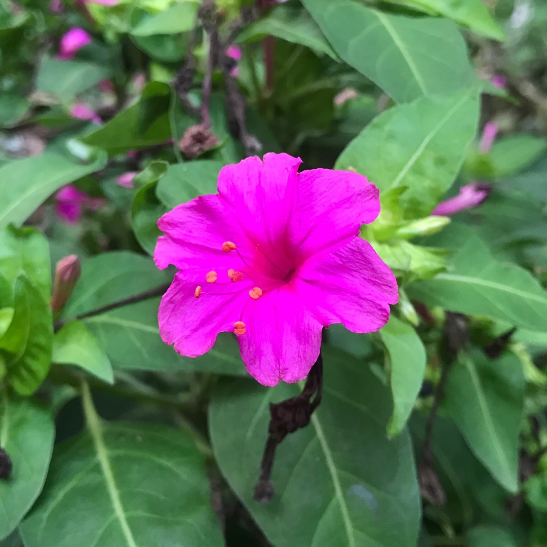 3种花,虽然名字不好听,但开花上百朵,呼呼爆花