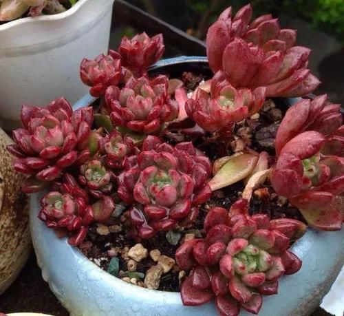 入春想“控养”多肉，满足“三前提”，憋出一圈崽，养成肉墩子