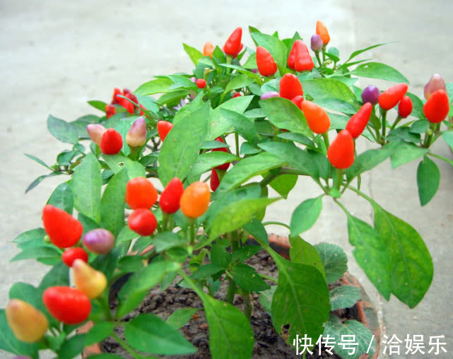 谁还养绿萝,野外挖棵它,养成盆栽比绿萝好看,结出果实五彩缤纷