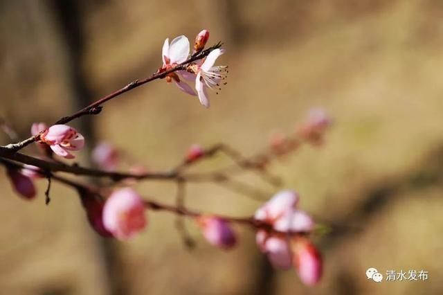 早春花枝俏，清水桃花朵朵开