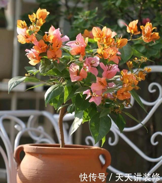 三角梅不耐冻,三个“小动作”,韧性足猛抽穗,绽放层叠群花