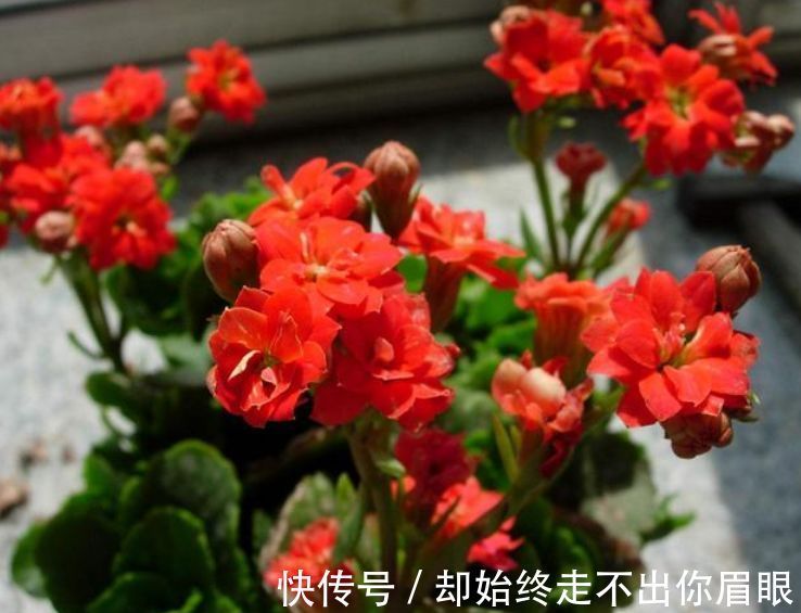 喜欢在家中养花，就来看看5种花卉，花期长，花朵高雅美丽，漂亮