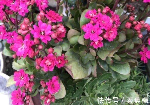 营养物质|冬日长寿花开完花后，马上动手做4件事，10天就能迎来下一波花