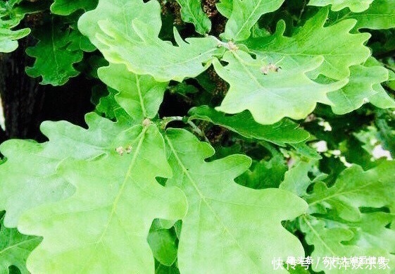 宁心安神|夏天将至，多食此“祛湿王”，祛湿气，清理子宫，防女性月经不调