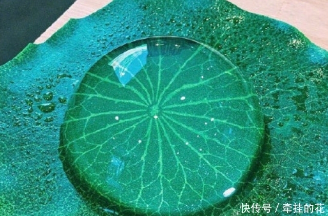 这是不是荷叶上的露珠呀?错,这是日本的一种传统小吃