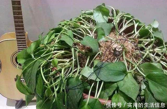 家中这“4处”别养花，摆啥花都难活，不是叶黄、就是根烂！