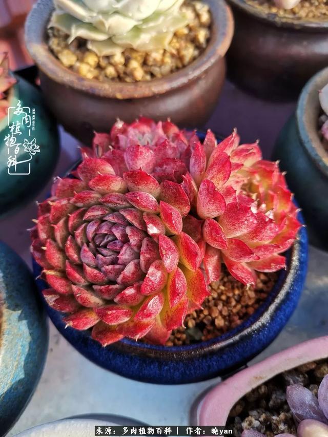 养多肉近四年,一路的走来,阳光总在风雨后!