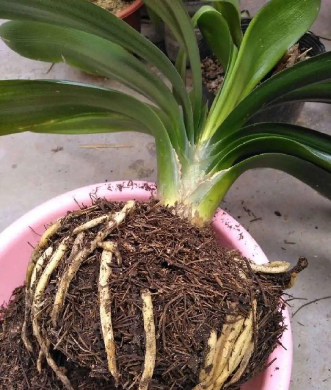 塑料瓶|旧筷子、老干妈瓶别扔,拿来养花效果好,省下一笔养花钱