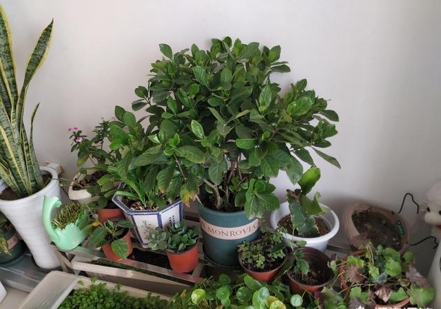 栀子花不能摆错“地方”,一摆就黄叶,想要养好栀子花,别忽视!