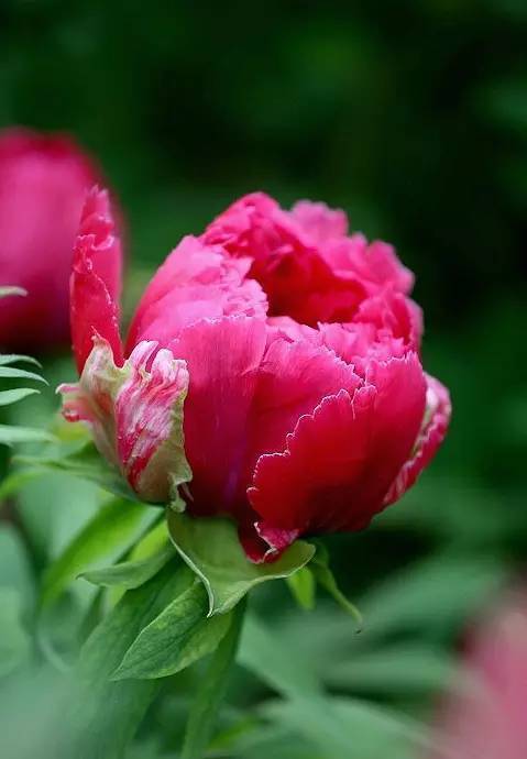 中国十大名花欣赏,美极了!