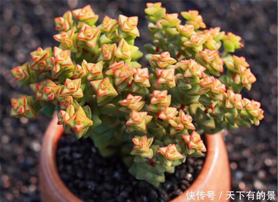 我们的生活|如何让多肉小米星变得鲜红可爱?无非做好3点,1个月颜值逆袭