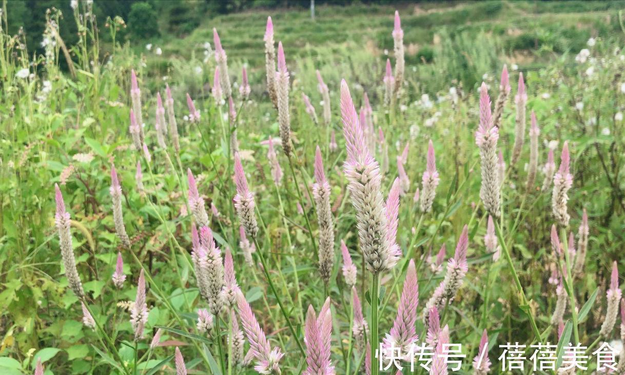 农田常见杂草青葙,都有什么用知道吗?了解完才知道它是个“宝”