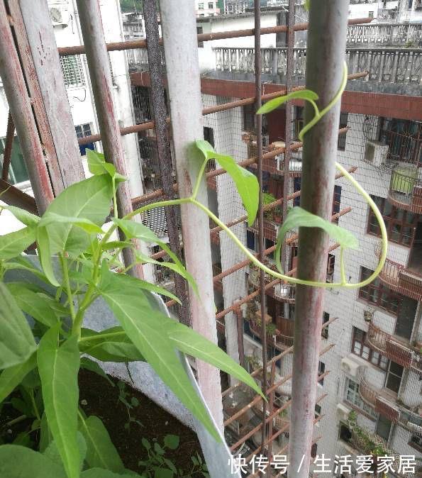 木耳菜|适合夏天种阳台的3种蔬菜,好养又好看,摘了又可以长,吃不停