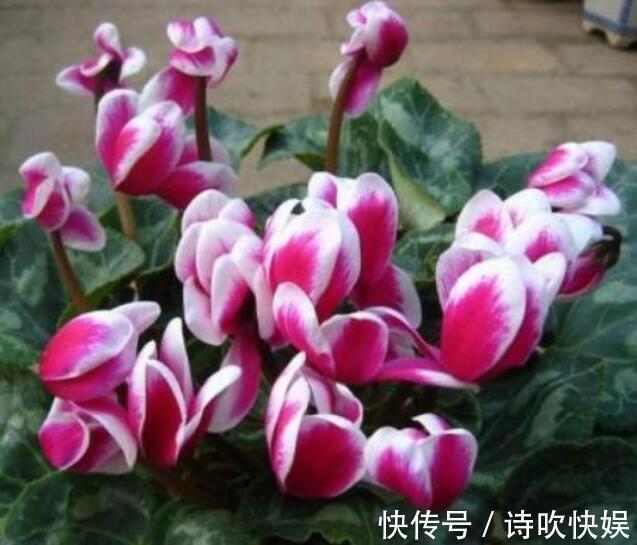 解决办法|仙客来只长叶子不开花教你“4法”,给它“剪个发”,盆盆爆满