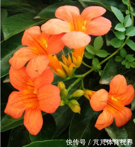 提醒:这12种“漂亮花”,不适合养在室内,别不当回事