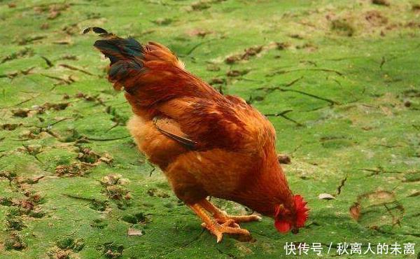 “春不捡鸡,冬不捡兔”,有何意?冻死的兔子为啥不能捡回家?