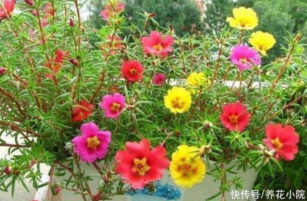 多元素|8月养5种花，多让它晒太阳，开花又多又勤