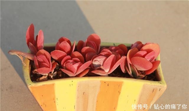 唐印，从菜到萌，从一到多！