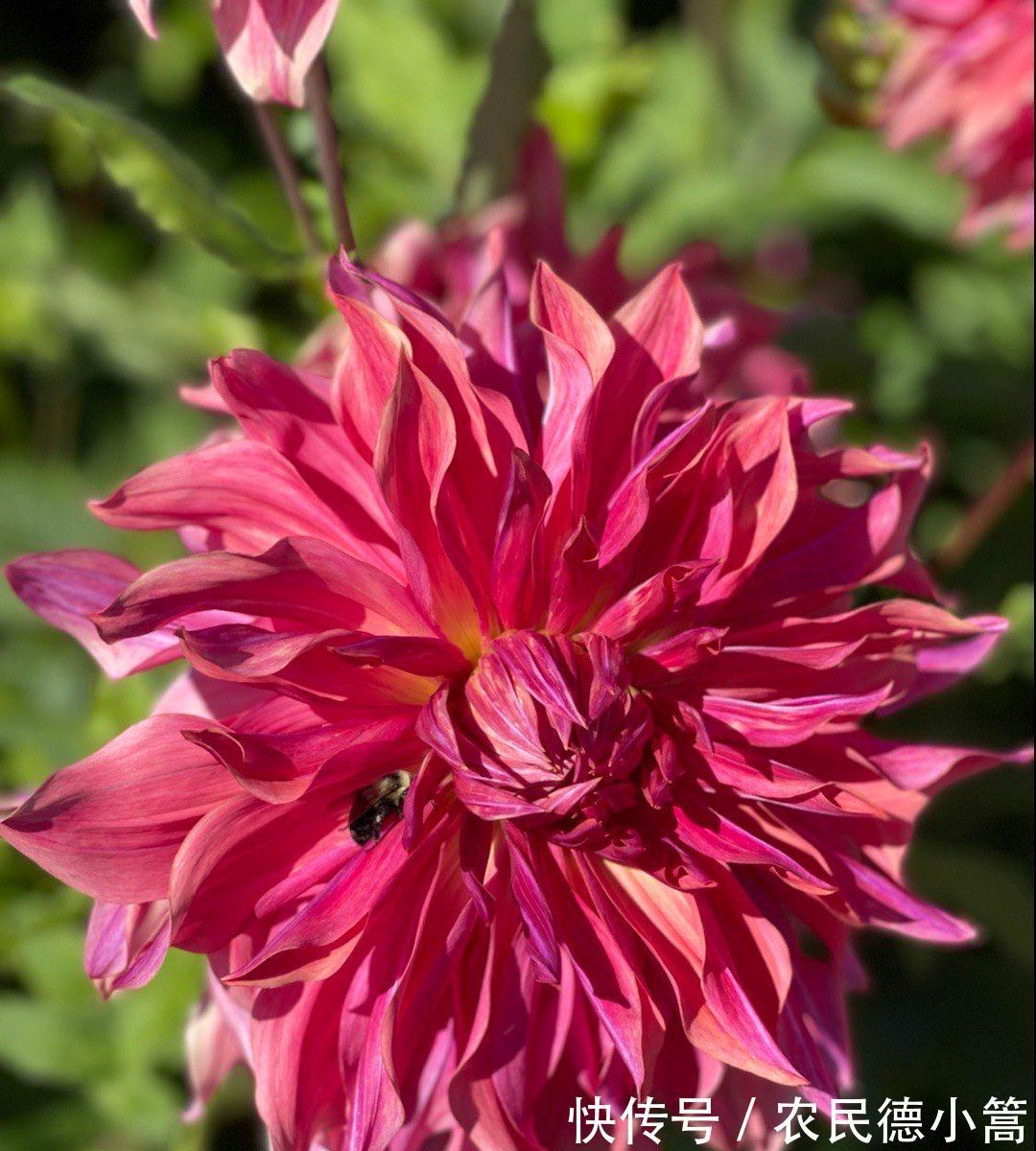 大红色|露台、小院可养一种花，花比碗口大花色鲜艳，开不停