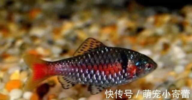 美人鱼|强烈推荐一种小众观赏鱼，欣赏效果很好，饲养难度极低