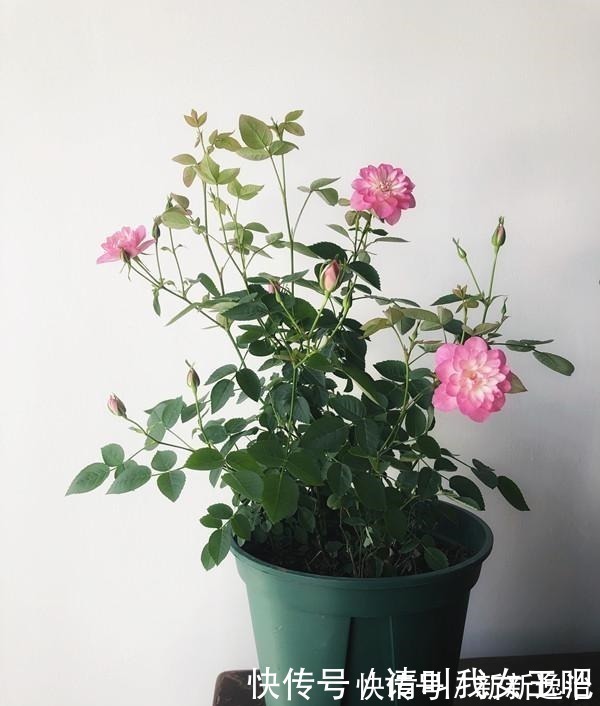 仙气十足|一款很“仙”的盆栽花卉,花色清新秀美,四季都开花,好看又好养!