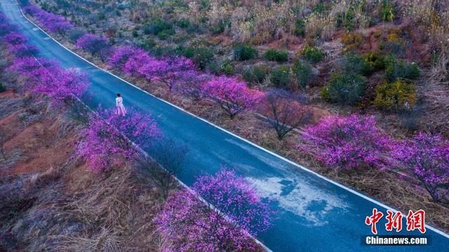 航拍江西峡江寒梅岭梅花傲立枝头