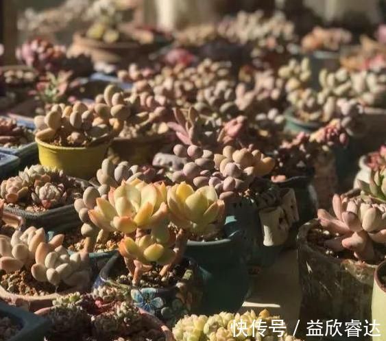 阳光|北方露养的日子结束,多肉进屋了,阳光依旧美好!