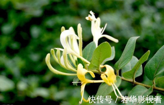 此花成双成对形影不离,酷似鸳鸯对舞,是镇宅驱邪的著名花卉